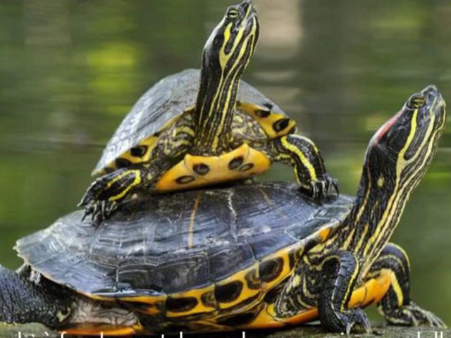 A Buccinasco un lago per le tartarughe 