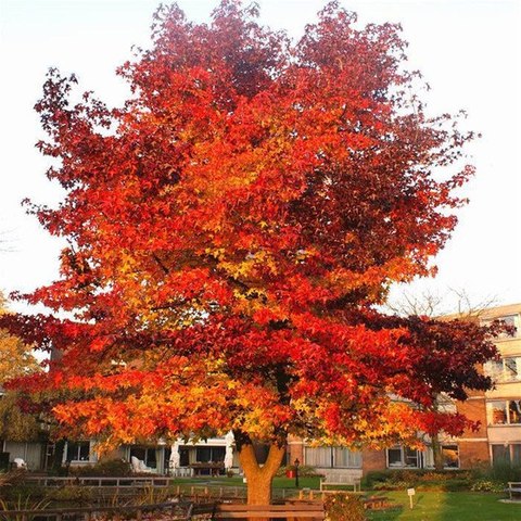 Alberi di alto fusto per Via Di Vittorio 